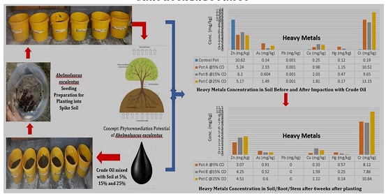 Phytoremediation Capacity Assessment of Common Tropical Vegetable (Abelmoluscus esculentus) on Crude Oil Impacted Soil