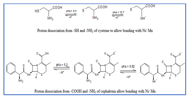 Binary Stability Constants Studies of Cu and Mn-Complexes with Cysteine and Cephalexin