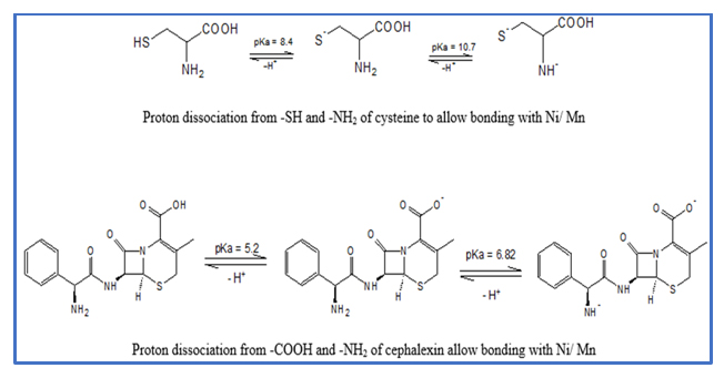 Binary Stability Constants Studies of Cu and Mn-Complexes with Cysteine and Cephalexin 